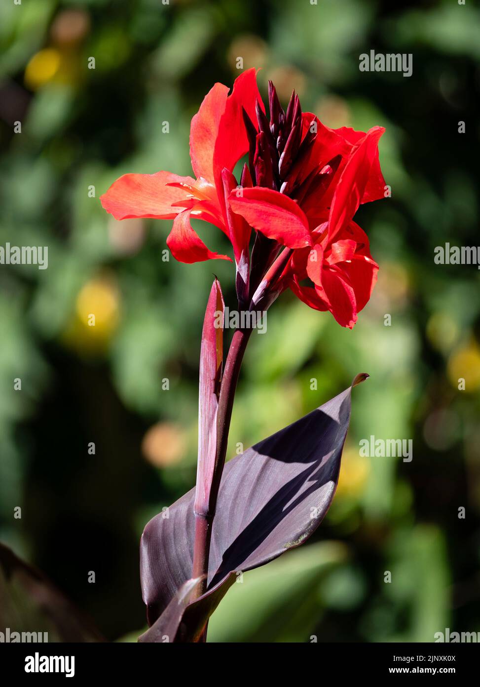 Fiore testa dell'estate fioritura, piante esotiche da giardino, canna 'Cannova Scarlet Bronze' Foto Stock