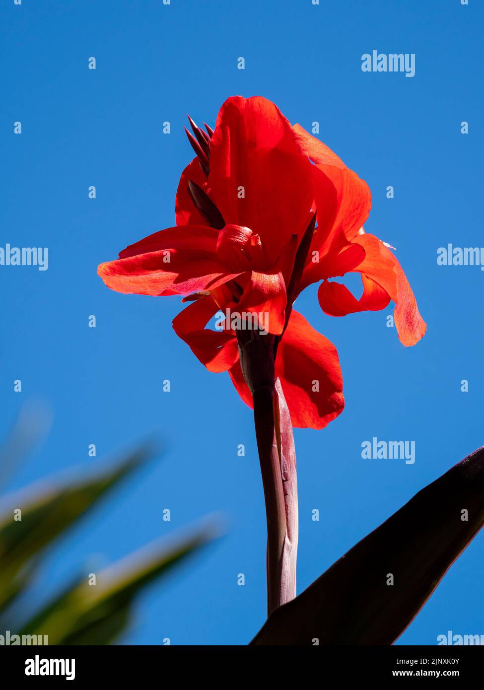 Fiore testa dell'estate fioritura, piante esotiche da giardino, canna 'Cannova Scarlet Bronze' Foto Stock