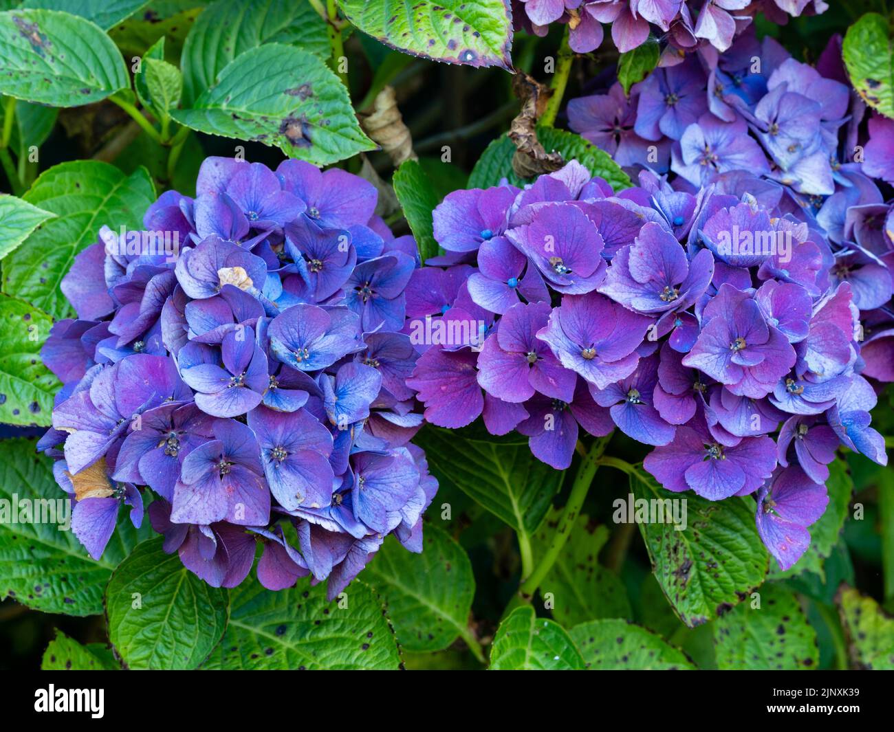 Fiori blu-violetto dell'idrangea di mophead dura, Hydrangea macrophylla 'Piaa' Foto Stock