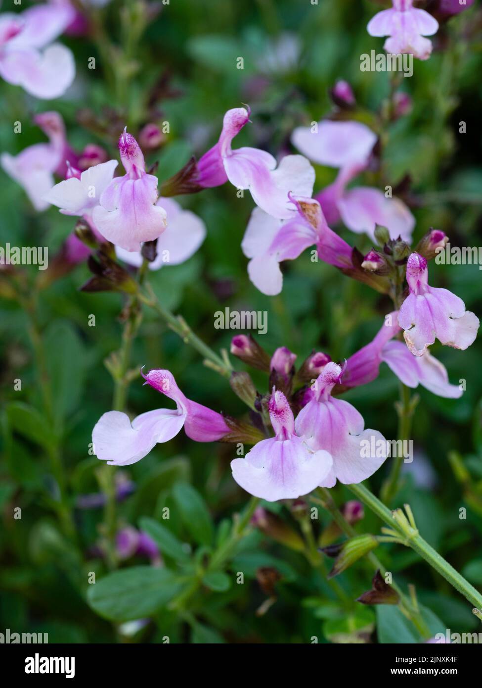 Fiori d'estate a autunno salvia fioritura, Salvia greggii 'Mirage Soft Pink' Foto Stock