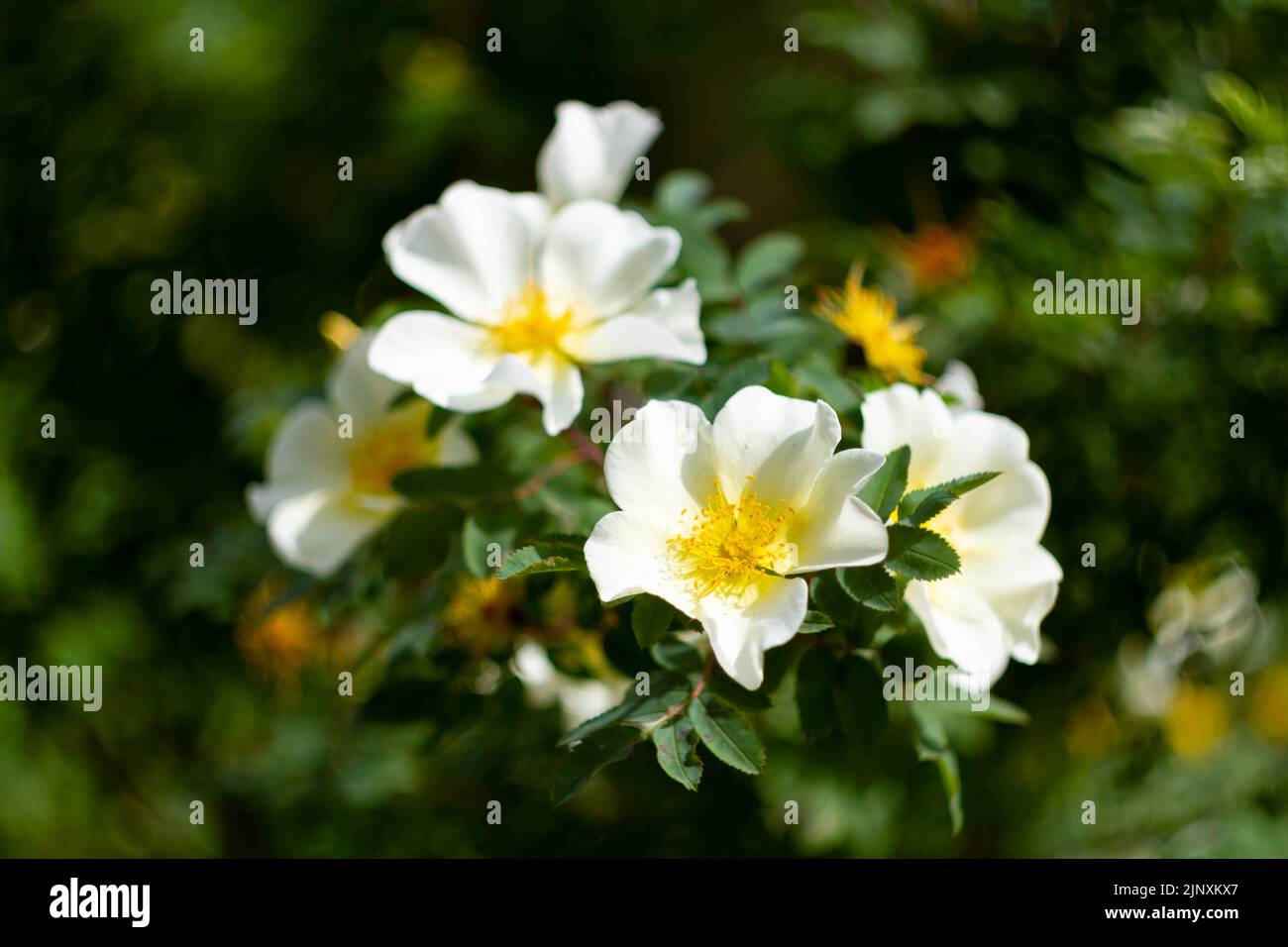 Prato con molti fiori di primavera in una giornata di sole. Sfondo floreale all'inizio dell'estate con erba verde fresca. Fiori alla luce del sole. Foto Stock