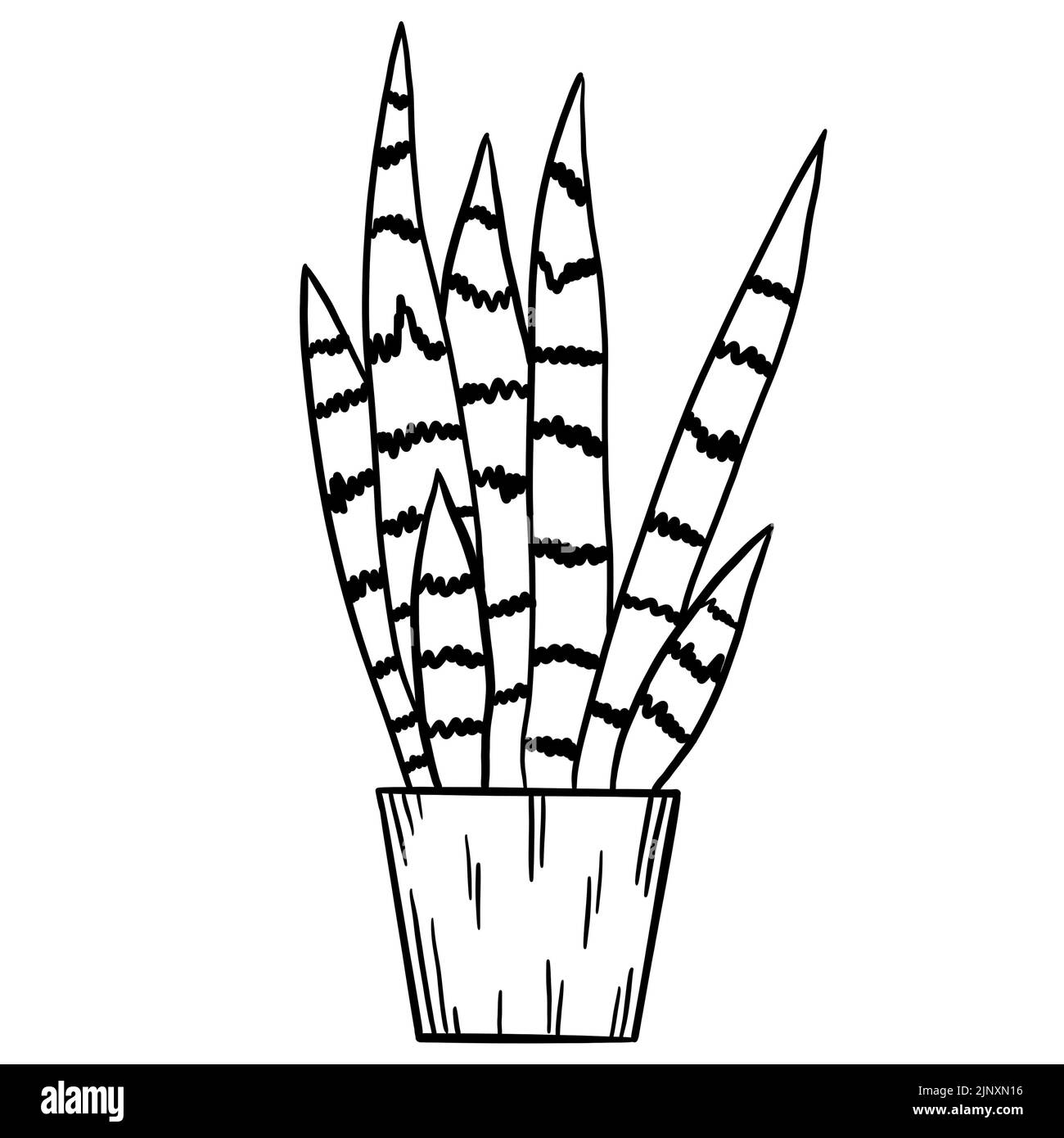 Pianta di serpente tropicale sansevieria in una pentola in linea nera contorno stile cartone animato. Libro da colorare piante da casa fiori pianta per interrior design in semplice design minimalista, pianta signora dono Foto Stock