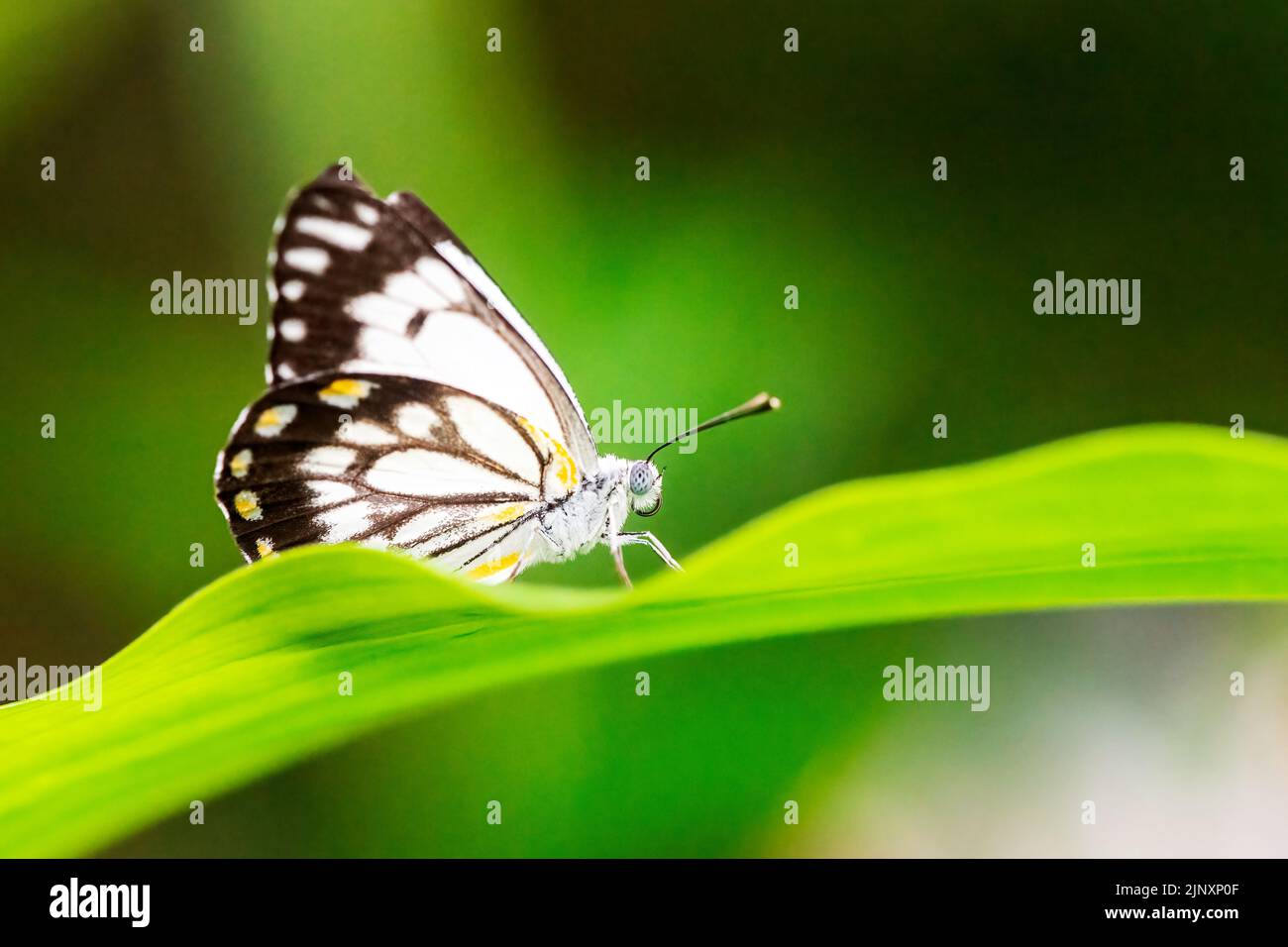 Caper farfalla bianca Belenois java Foto Stock