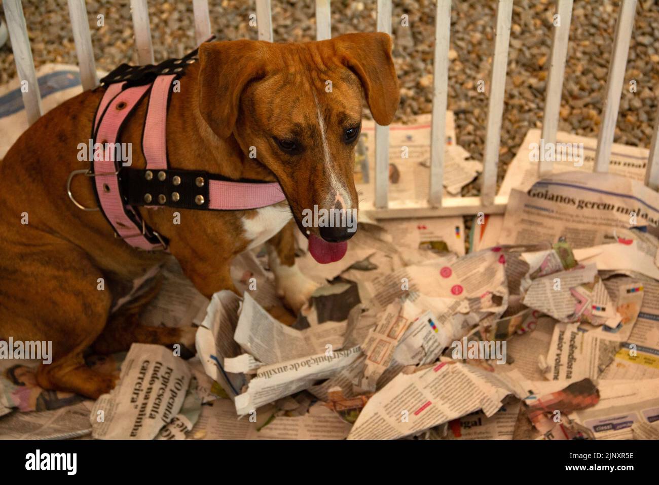 Goiânia, Goias, Brasile – 13 agosto 2022: Un cane intrappolato in una penna in una fiera di adozione per gli animali salvati dalla strada. Foto Stock