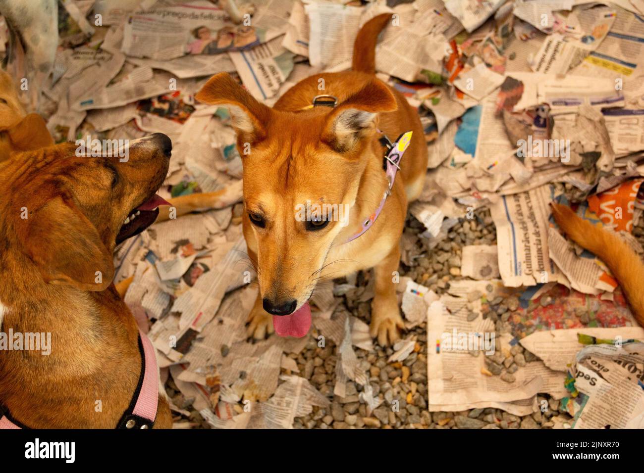 Goiânia, Goias, Brasile – 13 agosto 2022: Alcuni cani intrappolati in una penna in una fiera di adozione per gli animali salvati dalla strada. Foto Stock