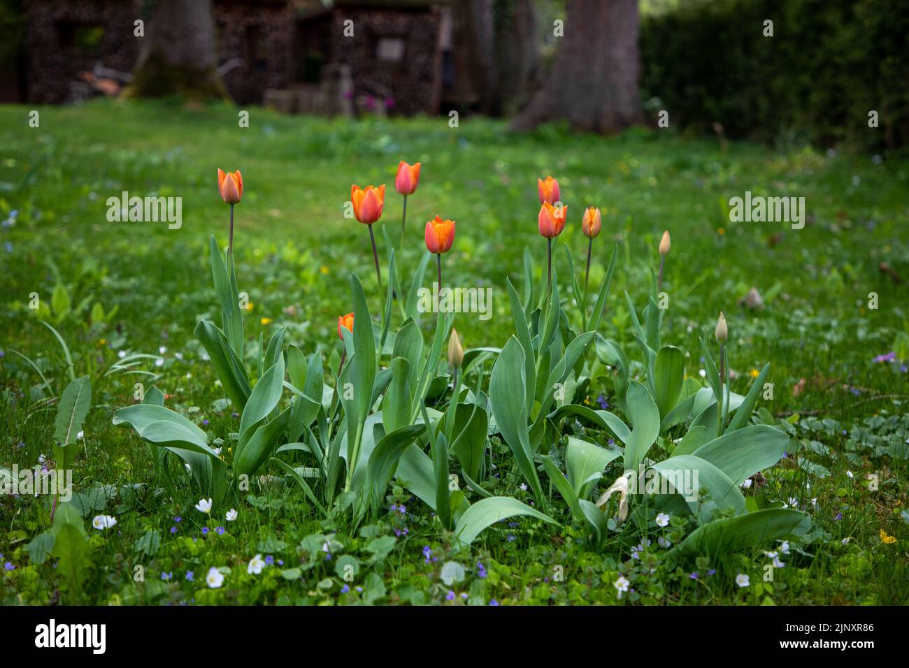 Attenzione selettiva ai tulipani color pesca che crescono su un prato in Svizzera. Foto Stock