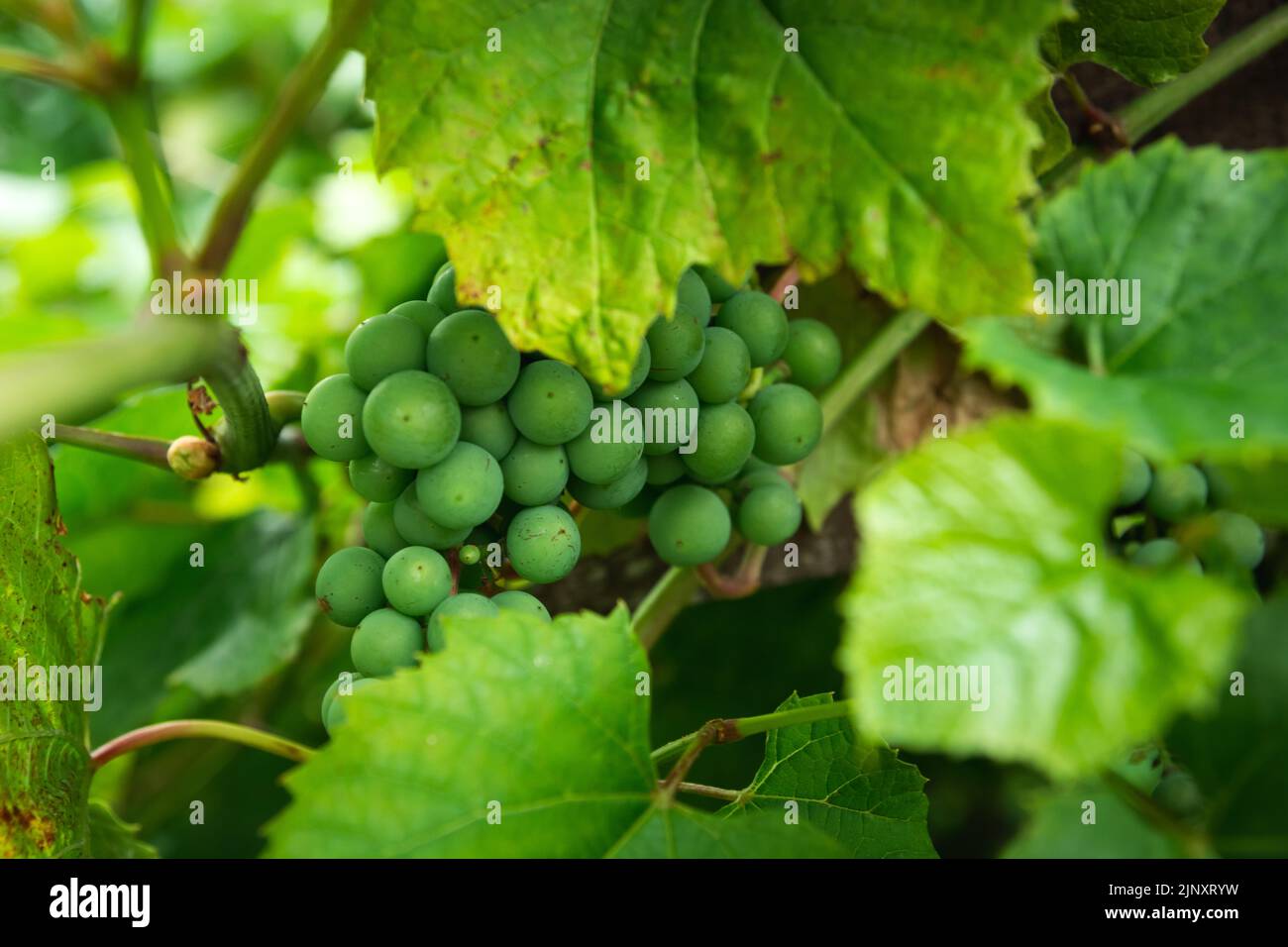 Un mazzo di uve verdi nelle foglie, primo piano Foto Stock