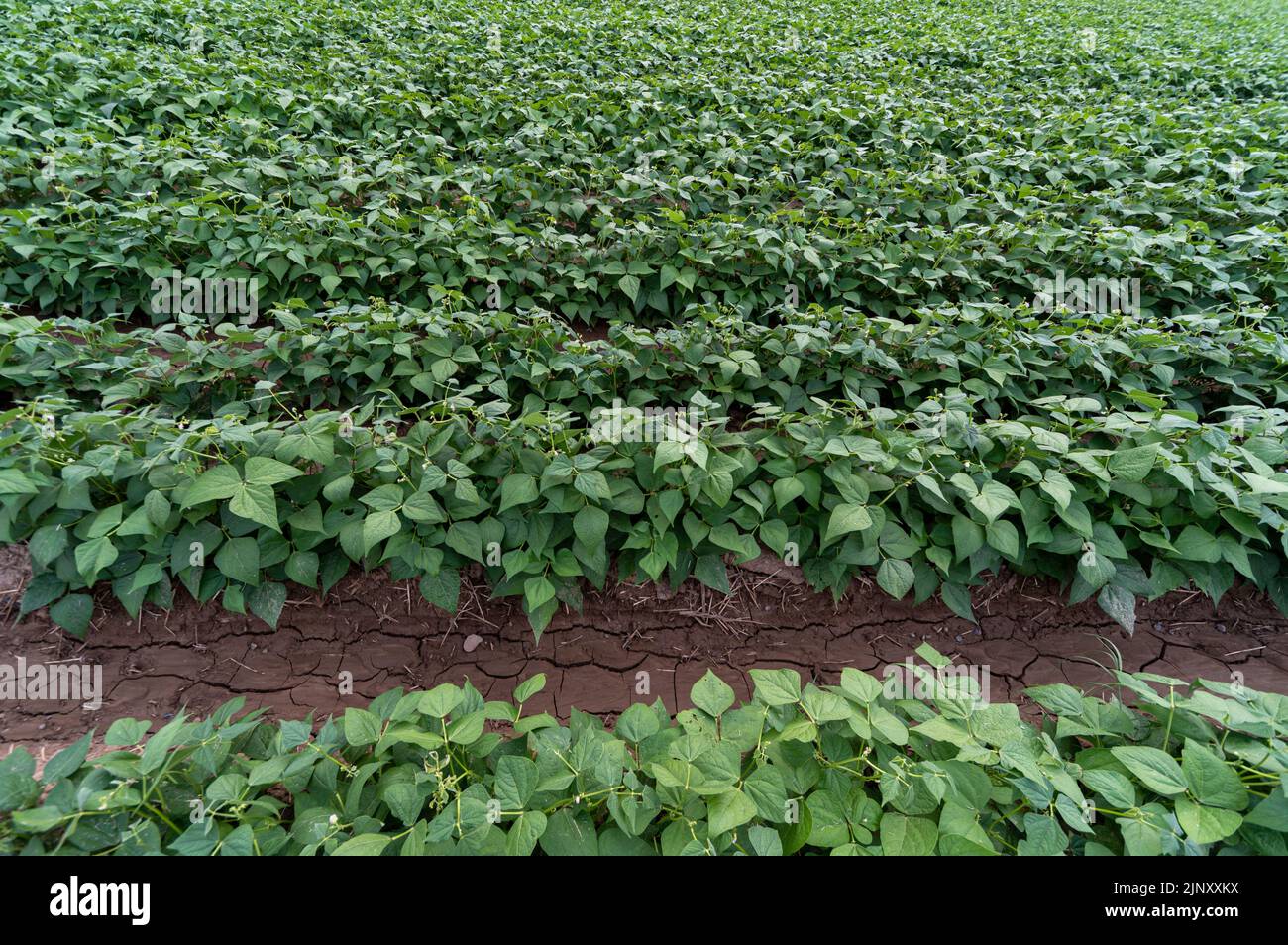 Piante di fagiolo giovani con fiori tra i solchi irrigati, coltivate in Piemonte. Foto Stock