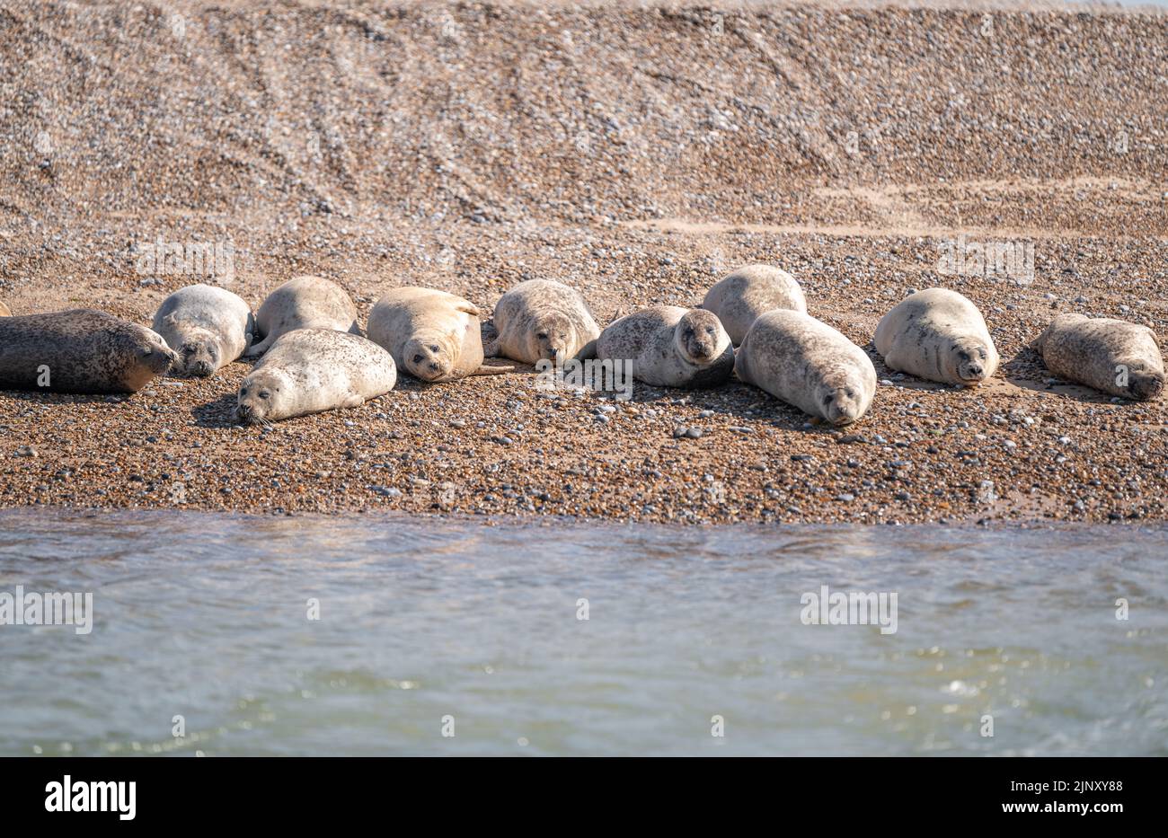 Common (porto) e foche grigie, presso la riserva naturale di Blakeney Point Norfolk UK Foto Stock