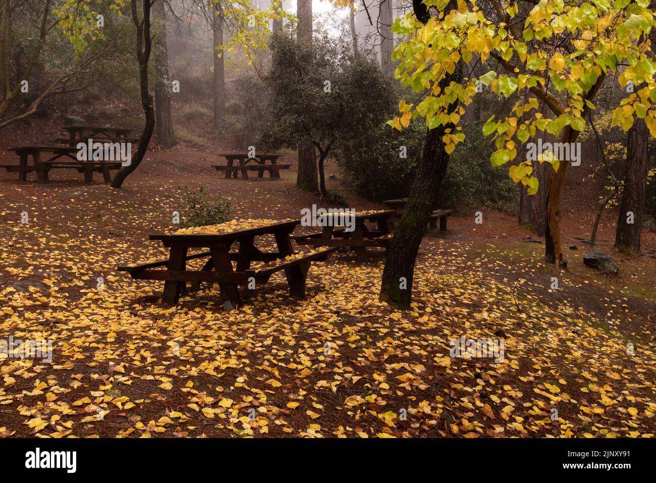 Paesaggio autunnale con alberi e foglie autunnali sul terreno dopo la pioggia Foto Stock