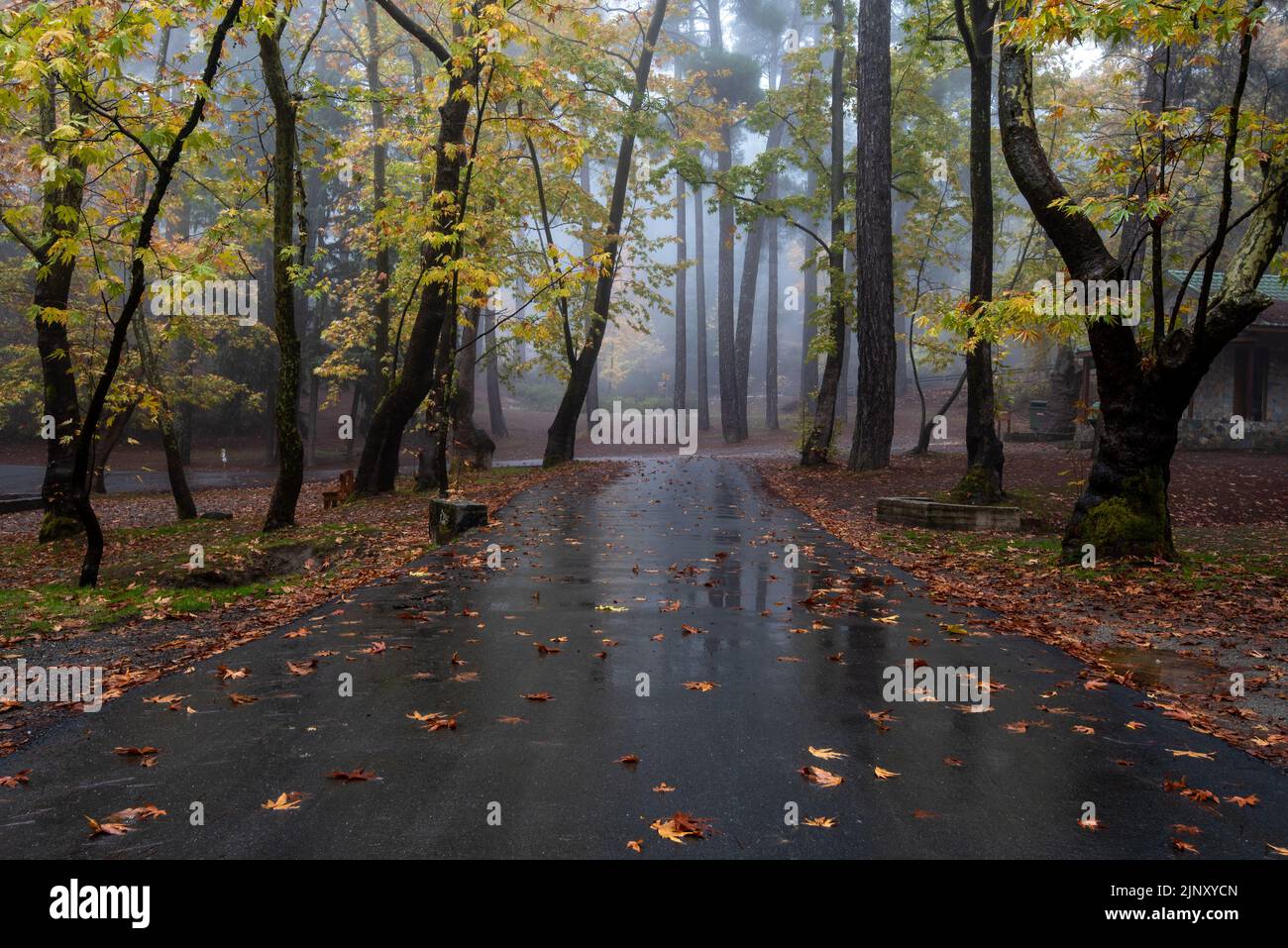 Paesaggio autunnale alberi d'acero e foglie d'autunno a terra dopo la pioggia. Foto Stock