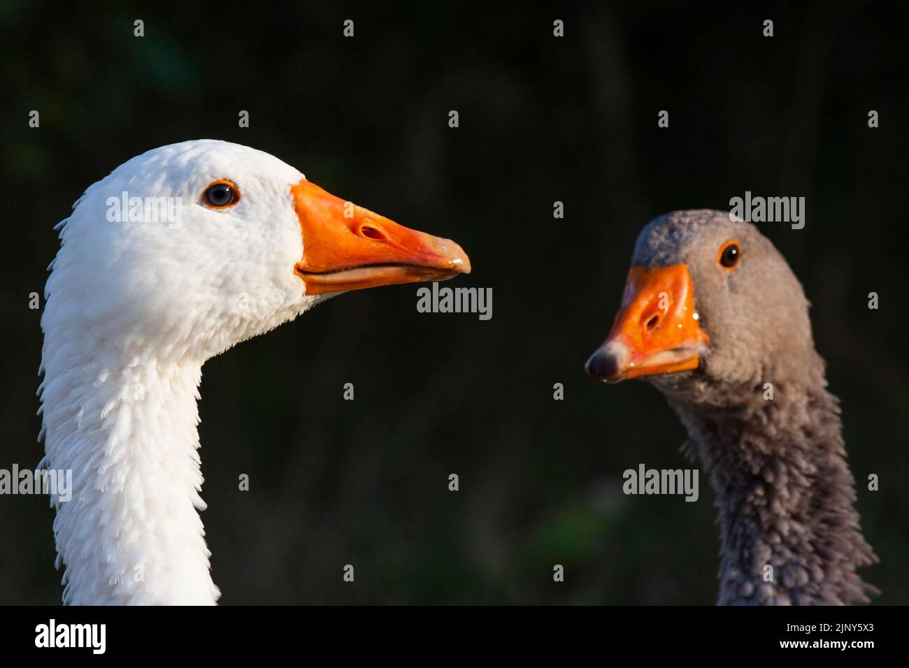 primo piano delle teste di due oche su sfondo scuro Foto Stock