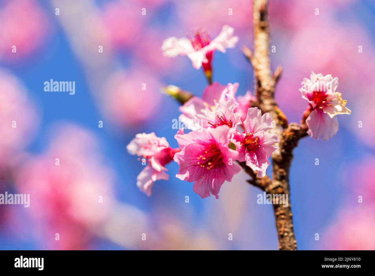 Bella fioritura sakura fiori rosa che diffondono fragranza tutto intorno con la pineta nel parco nazionale asiatico Foto Stock