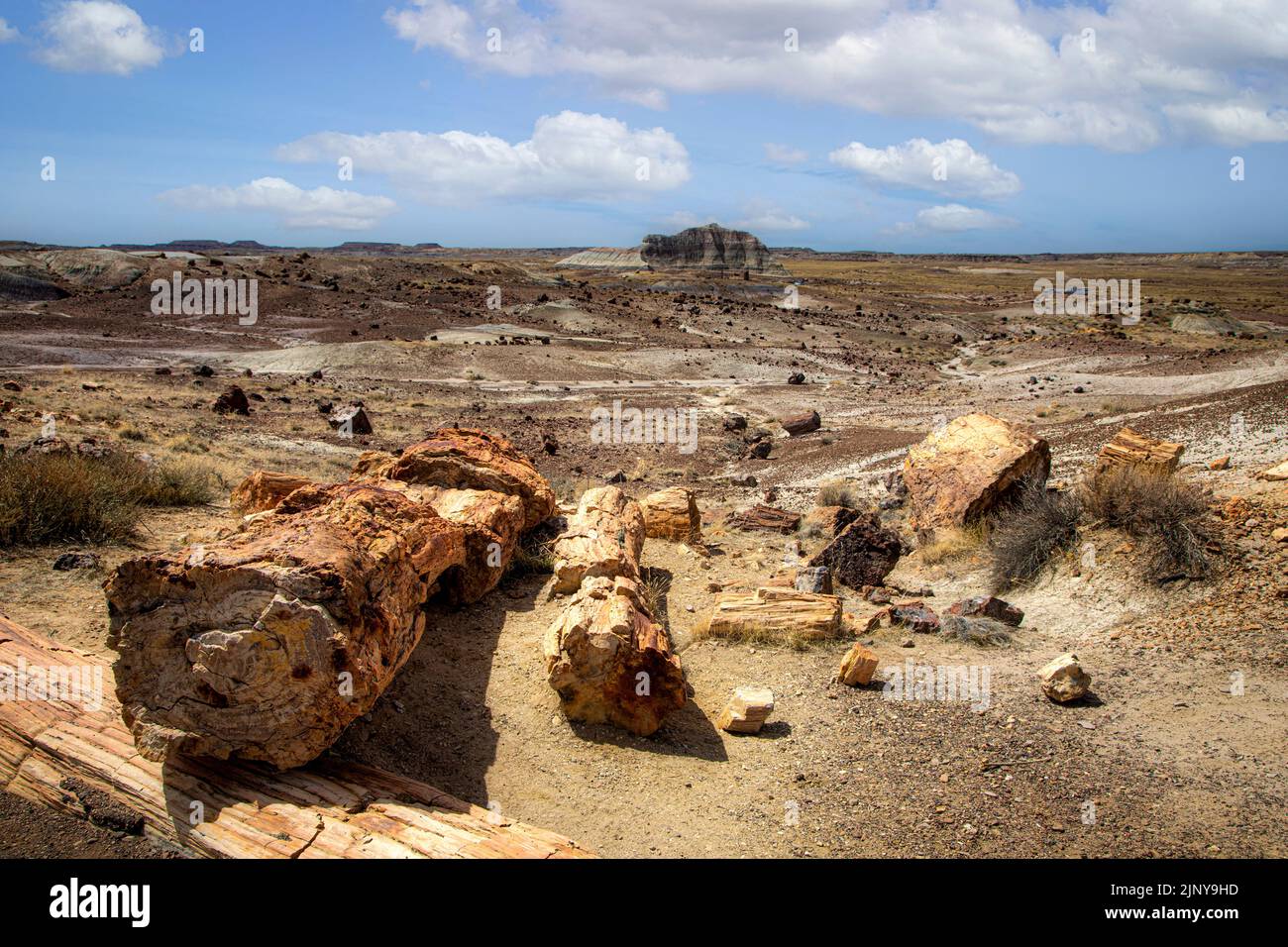 Il legno pietrificato è sparso attraverso l'alto deserto nel Petrified Forest National Park, Arizona. Foto Stock