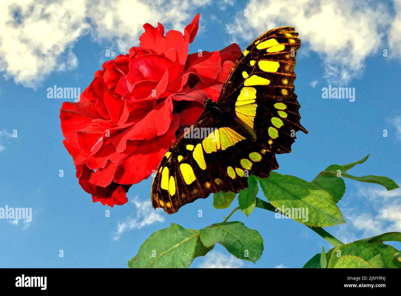 Rosa nome latino Rosa Don Juan con una farfalla gialla nome latino Philaethria dido su un fiore Foto Stock