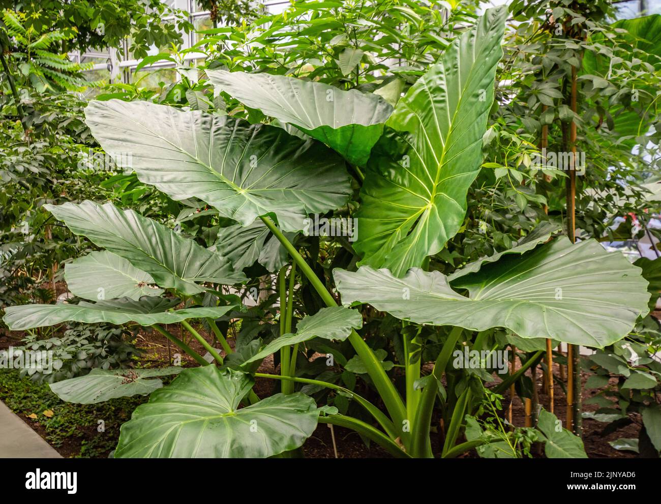 Taro, cocco yam, o Eddoe (Colocasia esculenta), lascia in serra nei Giardini Botanici Foto Stock