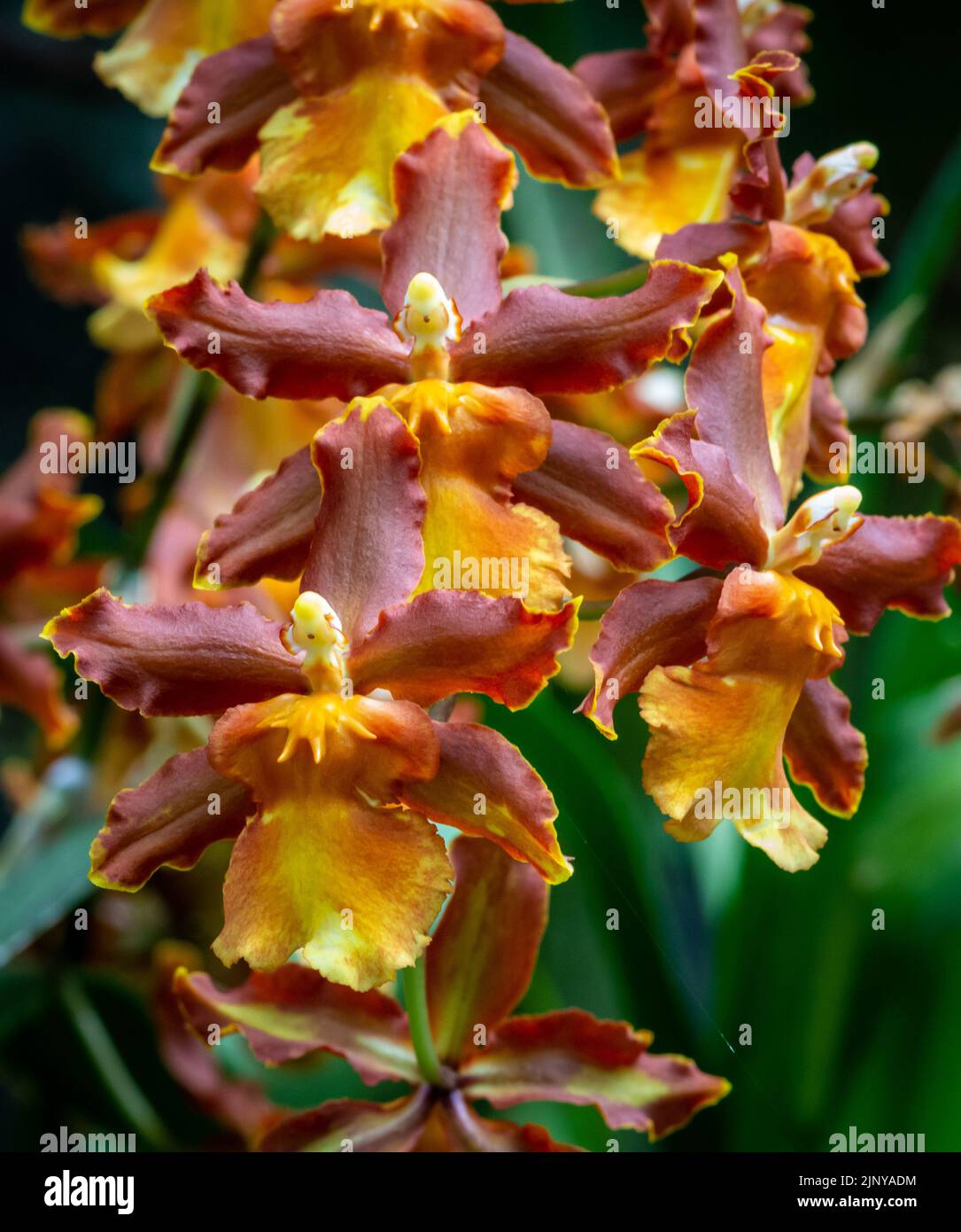 Orchidea Burrageara - orchidea arancione Cambria Catatante, fiorente con sfondo verde - primo piano. Messa a fuoco selettiva Foto Stock