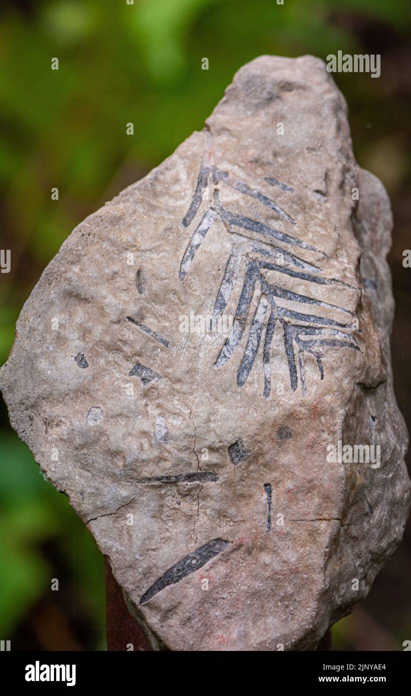 Fossile, pianta, piccolo ramo di quadrocladus sp.- circa 260 milioni di anni, Permiano - formazione di arenaria - Alto Adige - Italia settentrionale Foto Stock