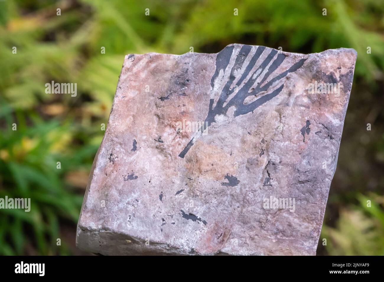 Pianta fossile, foglia della baiera digitata circa 260 milioni di anni, Permian - Val Pusteria, Alto Adige - Italia settentrionale Foto Stock