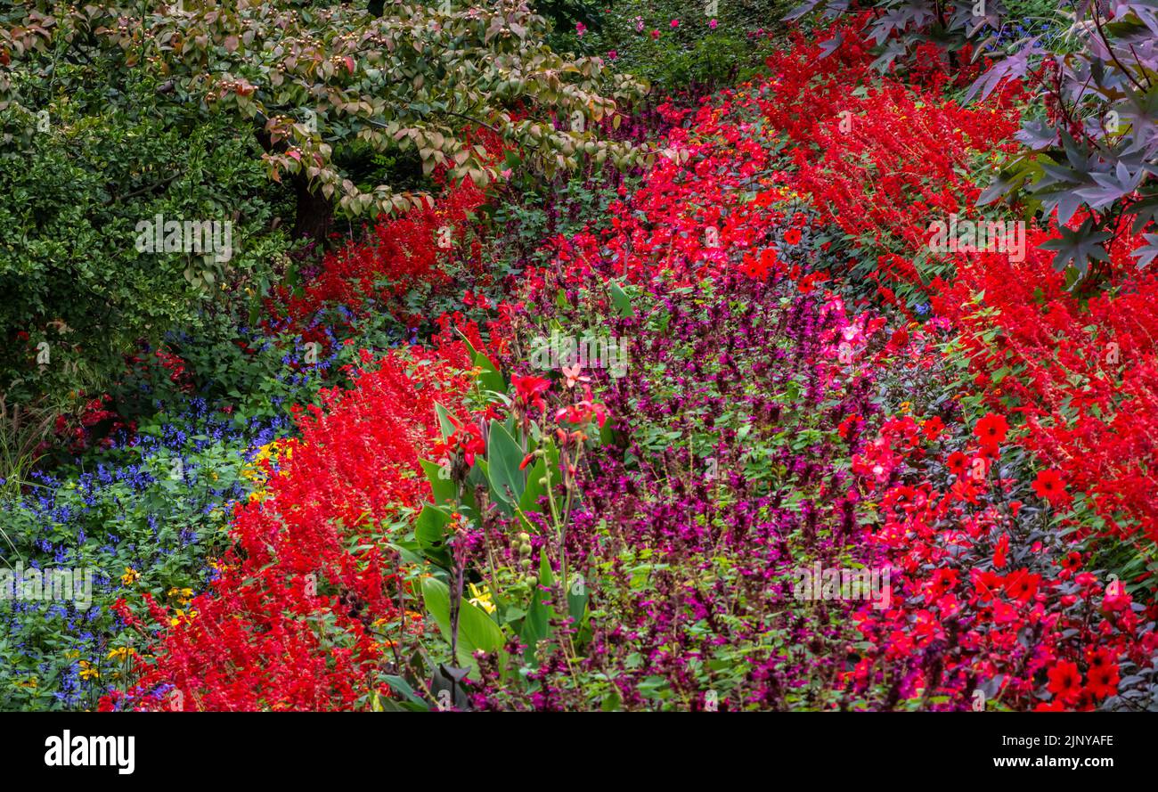 Giardini fioriti prato. Fiori multicolore in autunno. Campo di fiori multicolore. Foto Stock