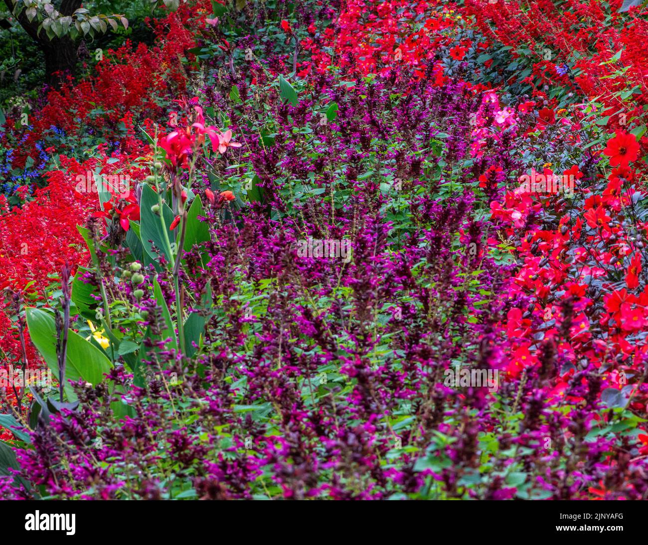 Giardini fioriti prato. Fiori multicolore in autunno. Campo di fiori multicolore. Foto Stock