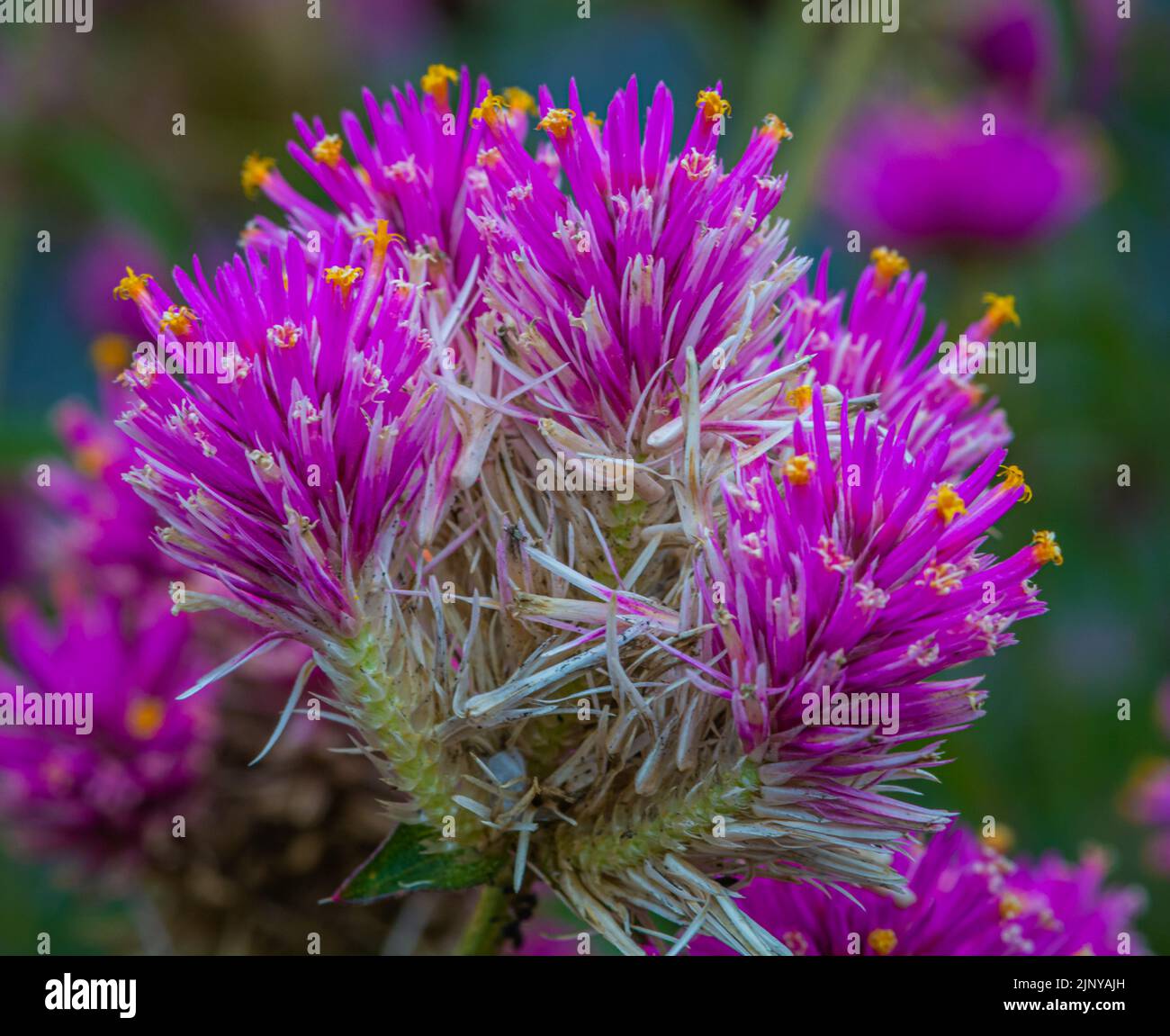 Gomphrena pulchella, con due grappoli di fiori rosa scintillanti. Foto Stock