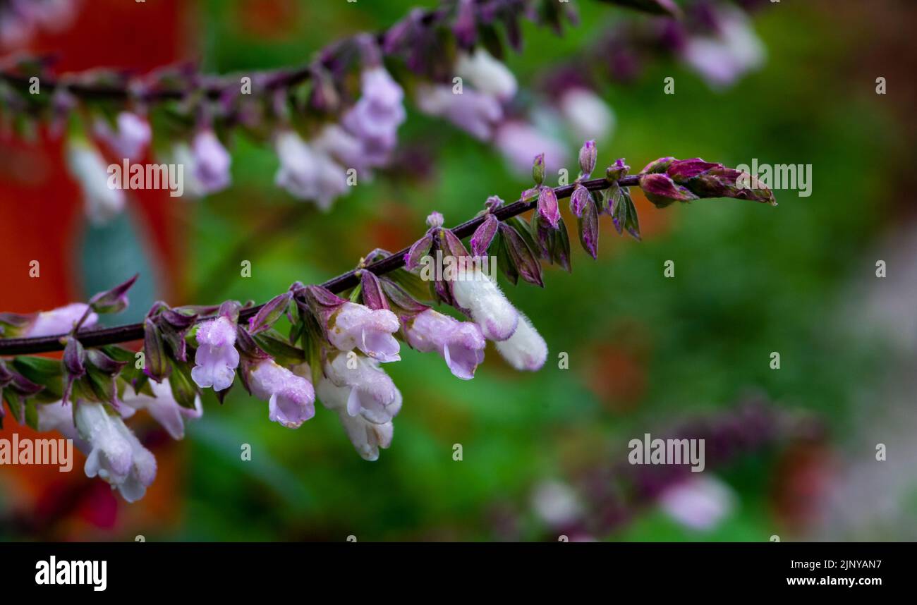Fiore di salvia spagnolo (Salvia lavandulifolia). Salvia di lavanda. Messa a fuoco selettiva Foto Stock