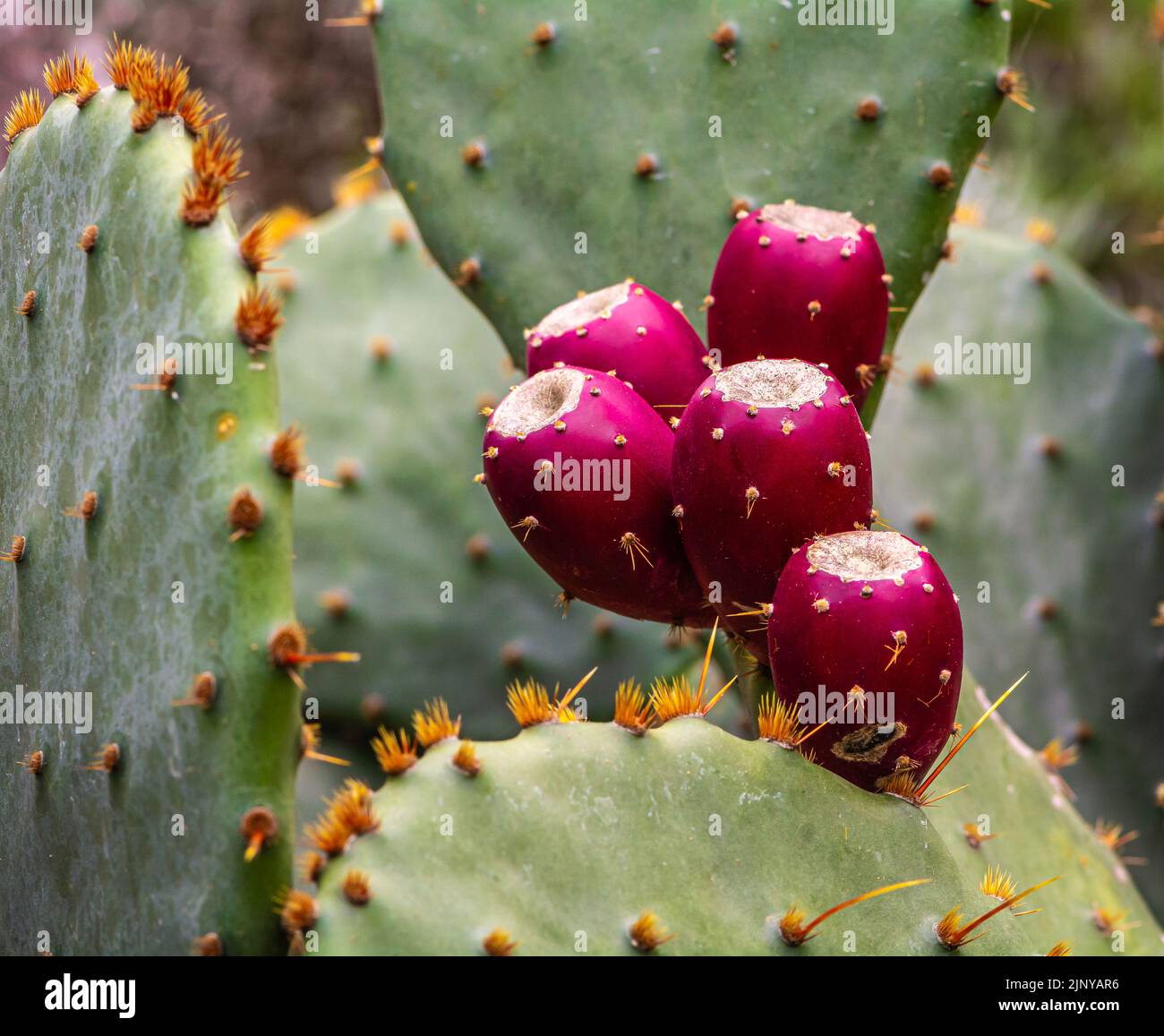Opuntia ficus-indica, cactus pera o pera di fico, con frutti rossi - fuoco selettivo Foto Stock