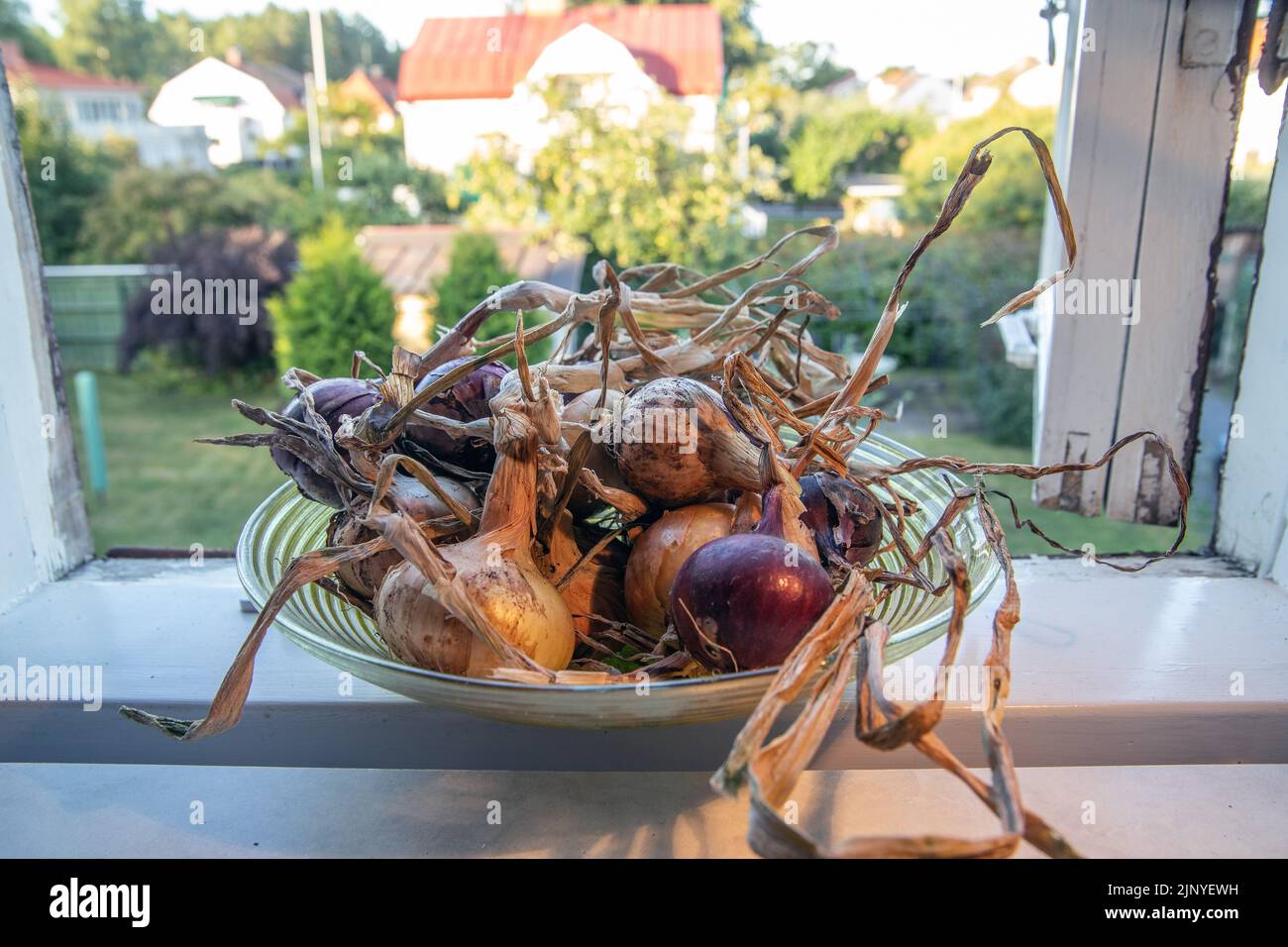 Cipolle rosse e gialle da asciugare in un davanzale. Foto Stock