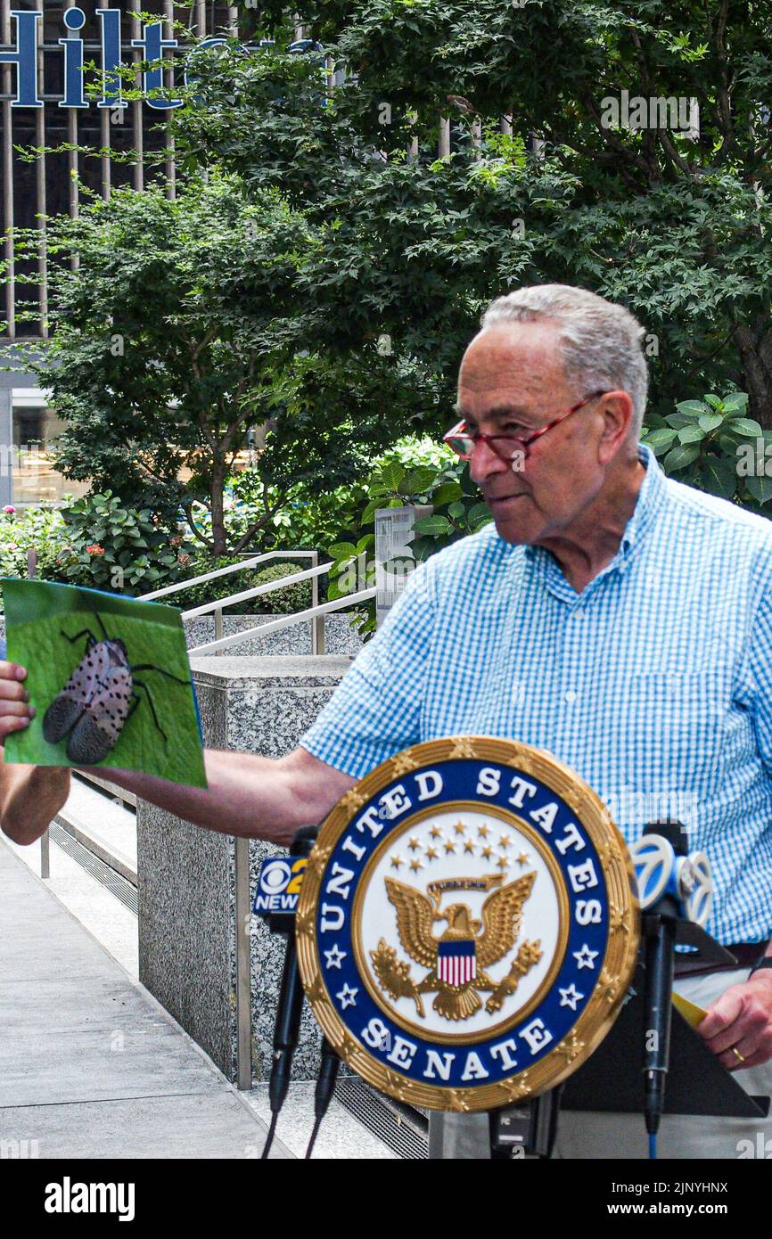 New York, New York, Stati Uniti. 14th ago, 2022. Il senatore NY CHUCK SCHUMER ha tenuto una conferenza stampa per affrontare la crescente pandemia della Lanterna Fly spotted che è ora cresciuta in numeri allarmanti e sta diventando un grave problema nel Nord-est. Nativi della Cina, si nutrono di 70 specie di alberi e fauna, hanno effettuato cantine e altri parchi e fauna selvatica. SCHUMER intende attuare un bilancio ambientale per contribuire a sradicare questi parassiti prolifici. (Credit Image: © Bianca Otero/ZUMA Press Wire) Credit: ZUMA Press, Inc./Alamy Live News Foto Stock