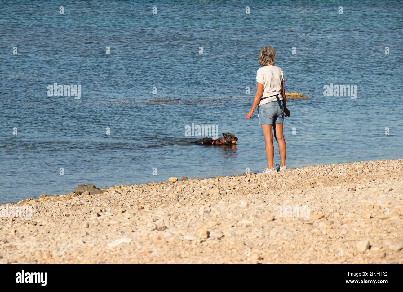 Vodice, Croazia - 13 luglio 2022: Persona in piedi sulla spiaggia di ciottoli vuota addestrare il cane a nuotare tenendo una palla in bocca Foto Stock