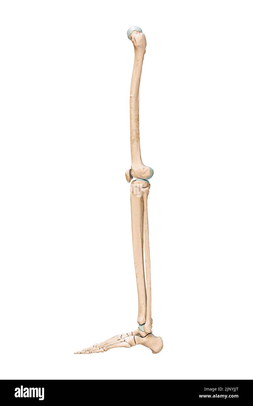 Rappresentazione grafica accurata laterale o profilo delle ossa delle gambe o degli arti inferiori del sistema scheletrico umano isolato su sfondo bianco 3D. A. Foto Stock