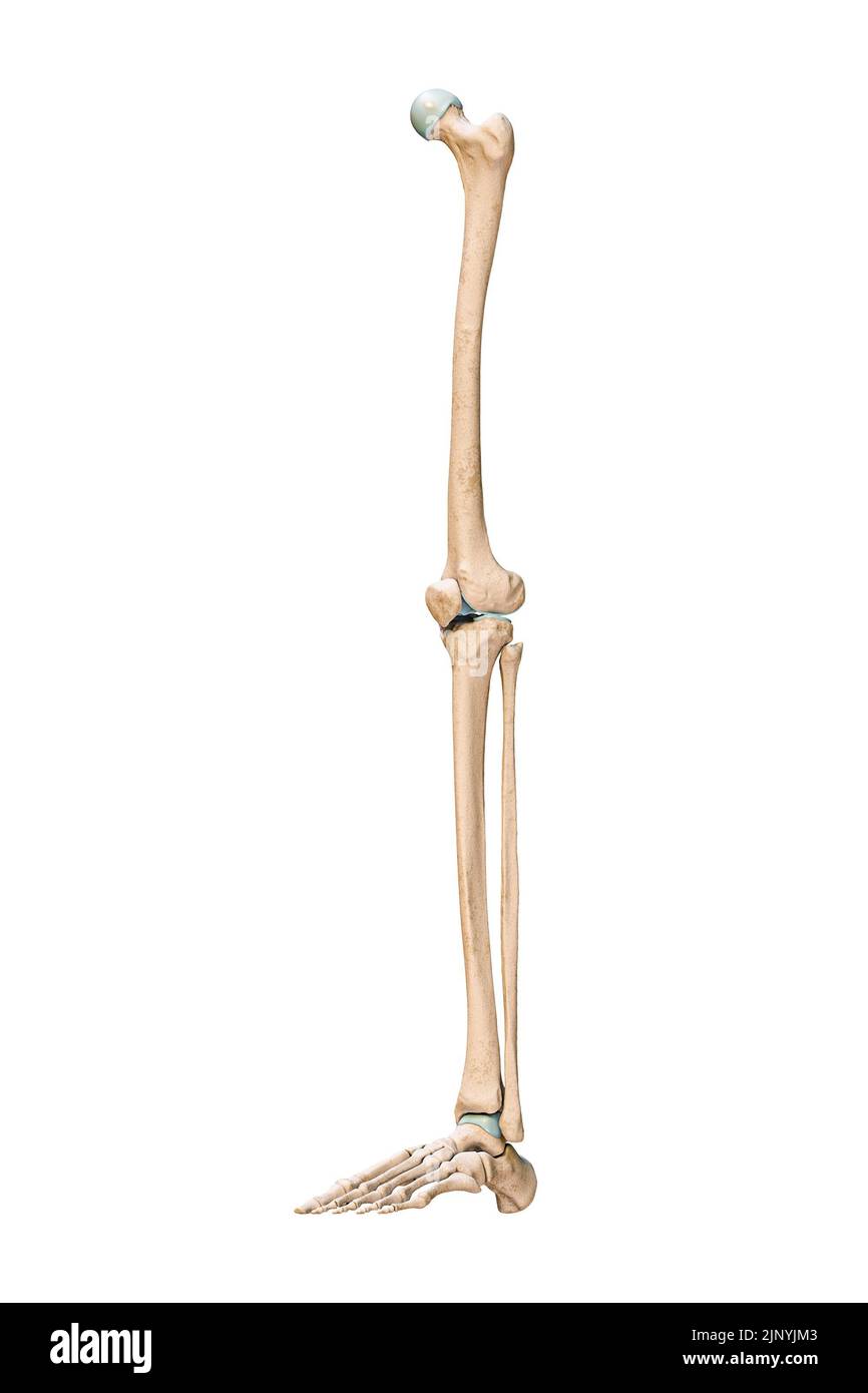 Vista anteriore o frontale precisa di tre quarti delle ossa delle gambe o degli arti inferiori del sistema scheletrico umano isolato su sfondo bianco 3D rendering il Foto Stock