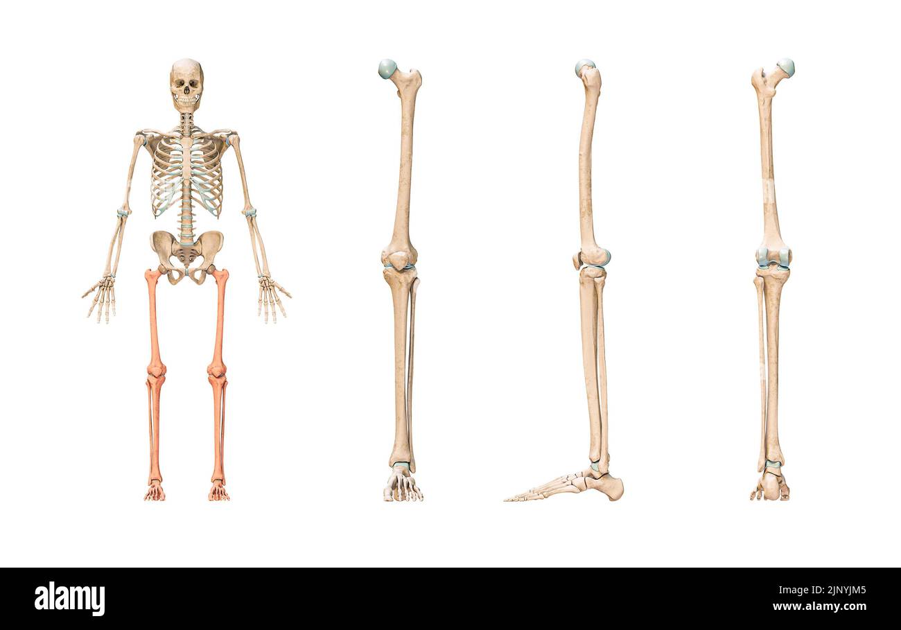 Precisione delle ossa delle gambe o degli arti inferiori del sistema scheletrico umano o dello scheletro isolato su sfondo bianco 3D rappresentazione grafica. Anteriore, laterale AN Foto Stock