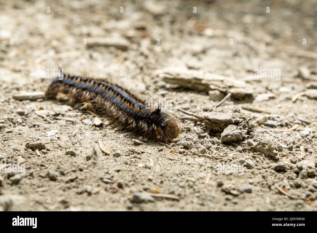 Bel bruco peloso di Euthrix potatoria che striscia su terreno sabbioso - fuoco selettivo Foto Stock