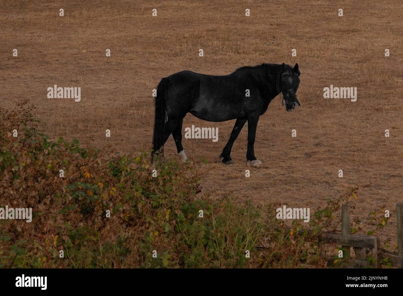 Pascolo di cavalli a Crayford, South East London, Bexley. Foto Stock