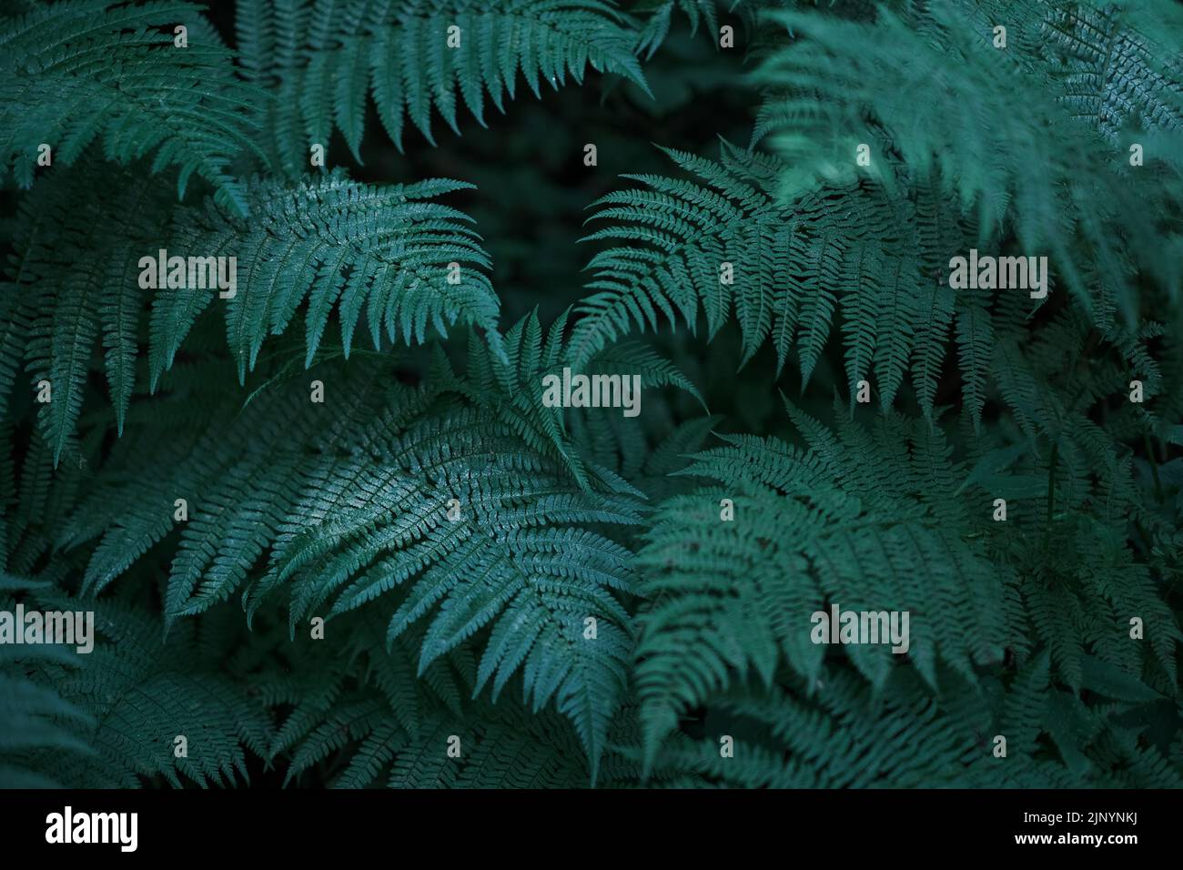 Verde sfondo naturale luminoso per i vostri progetti con un sacco di foglie di felce Foto Stock