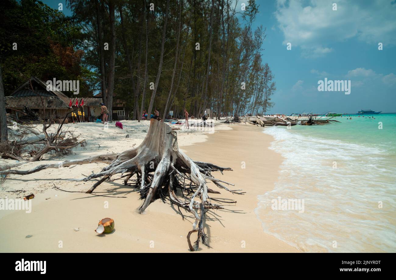 Alberi distrutti a Tusunami sull'isola turistica di Bamboo. Turisti che fanno gite sull'isola. Parco naturale Phi Phi. Isola tropicale colpita dallo tsunami Foto Stock