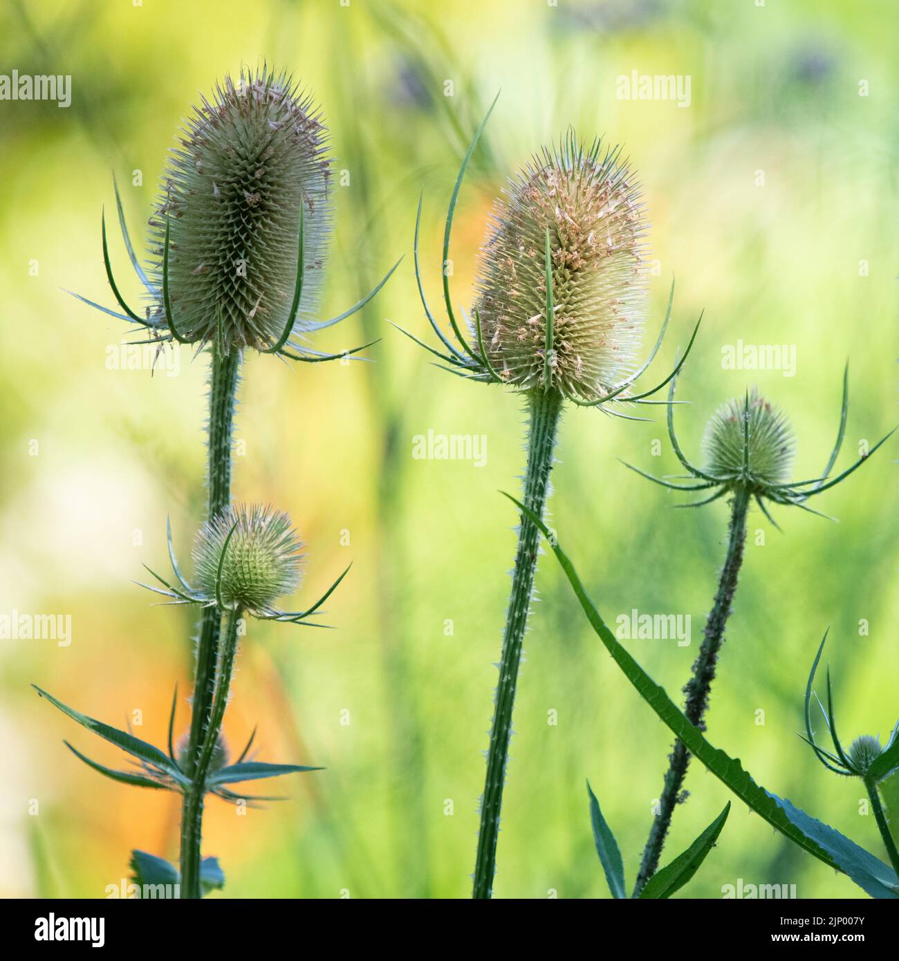 Teasels (Dipsacus) Foto Stock