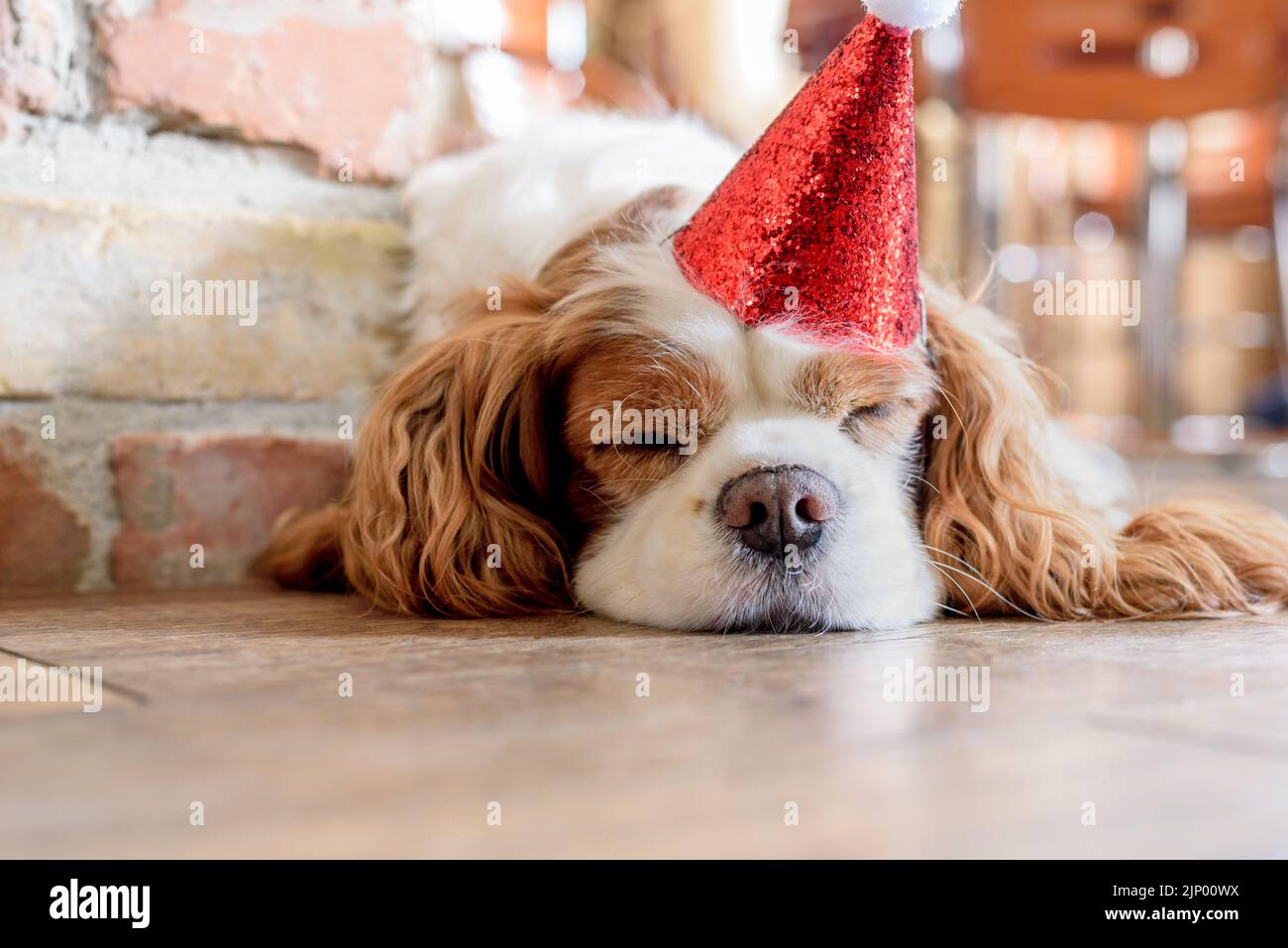 Il cavaliere adulto di Blenheim, re charles spaniel, dorme. Foto Stock