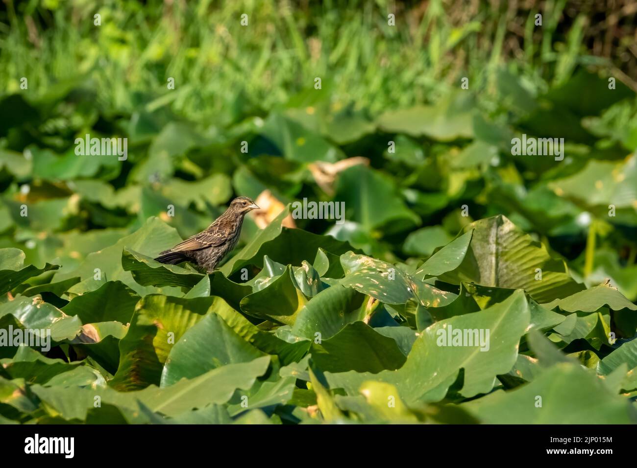 Issaquah, Washington, Stati Uniti. Femmina Blackbird con ali rosse che riposa su grandi foglie gialle di giglio o wokas (Polisepala Nuphar). Può essere riconosciuto e. Foto Stock