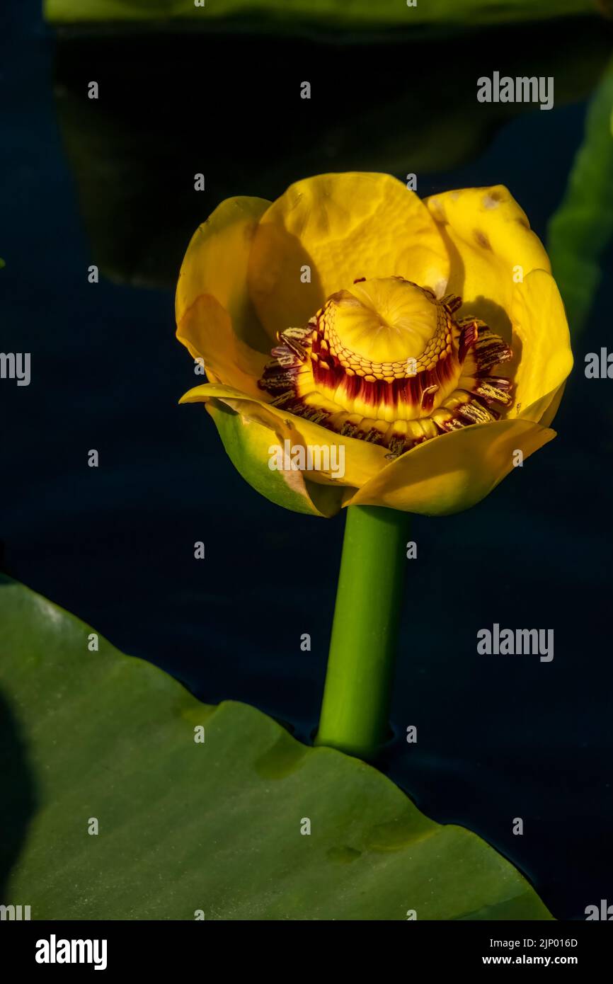 Issaquah, Washington, Stati Uniti. Primo piano di un grande fiore giallo stagno-giglio o wokas (polysepala Nuphar). Può essere facilmente riconosciuto dal suo grande galleggiante Foto Stock
