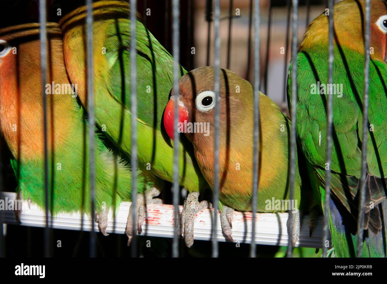 Agapornis Fischers lovebirds in prigione per la vendita. Concetto esotico di commercio dell'animale domestico Foto Stock