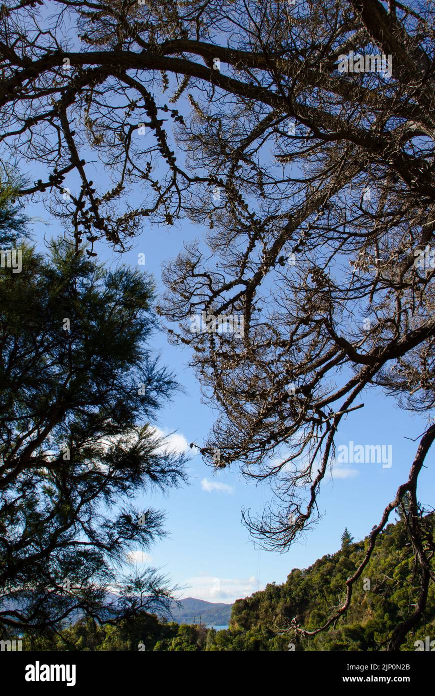 Campagna della Nuova Zelanda: Un grande e spettacolare vecchio Pino decora un cielo blu chiaro. Un sacco di coni di pino. Foto Stock