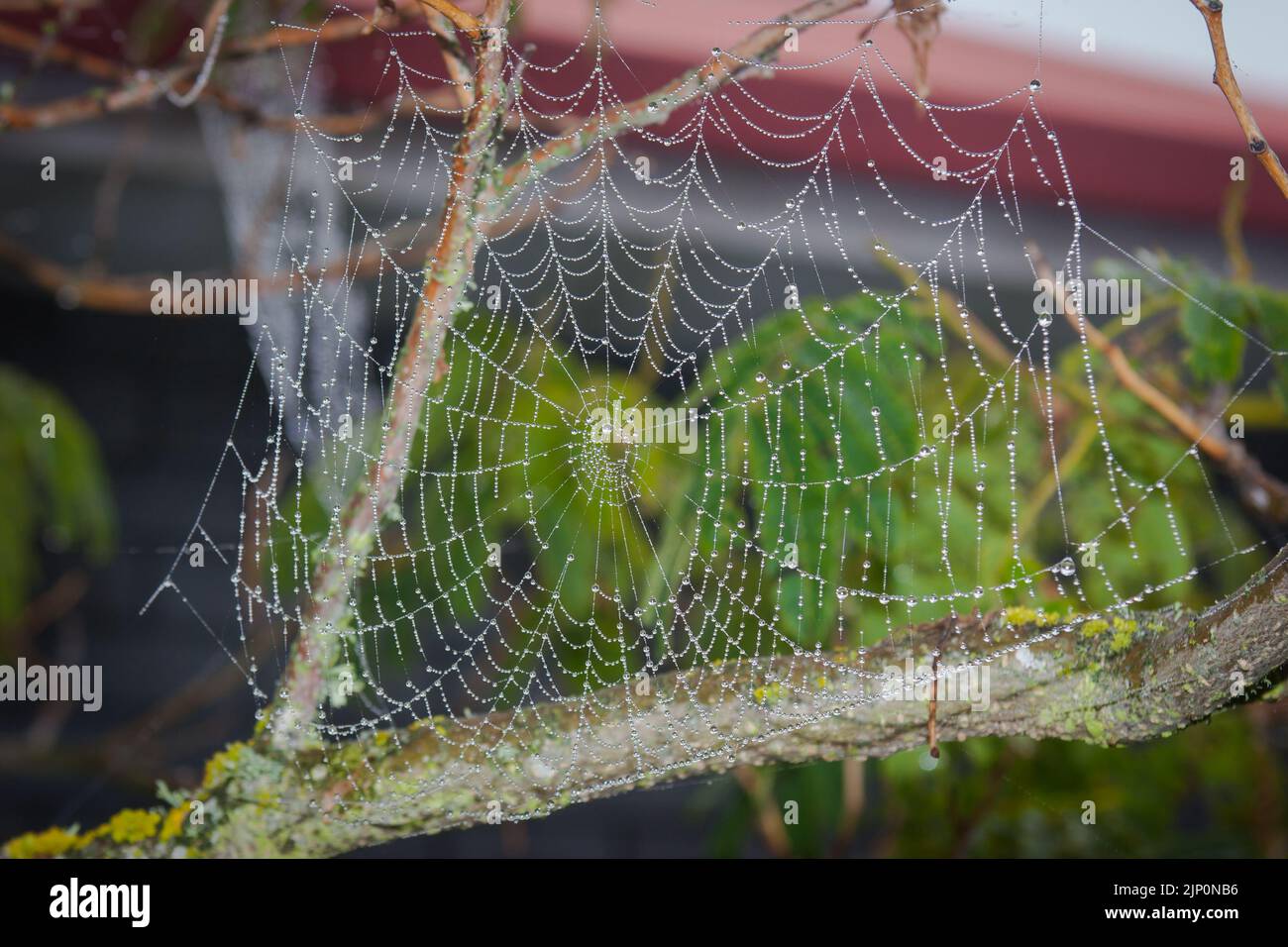 Uno sguardo alla vita in Nuova Zelanda: Una passeggiata intorno al mio giardino biologico e commestibile. Spider Web che cattura gocce di rugiada. Foto Stock