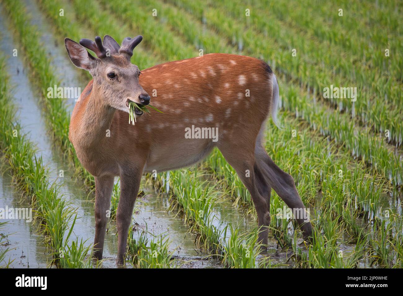 sika Deer masticando su giovani piante di riso, Hokkaido, Giappone Foto Stock