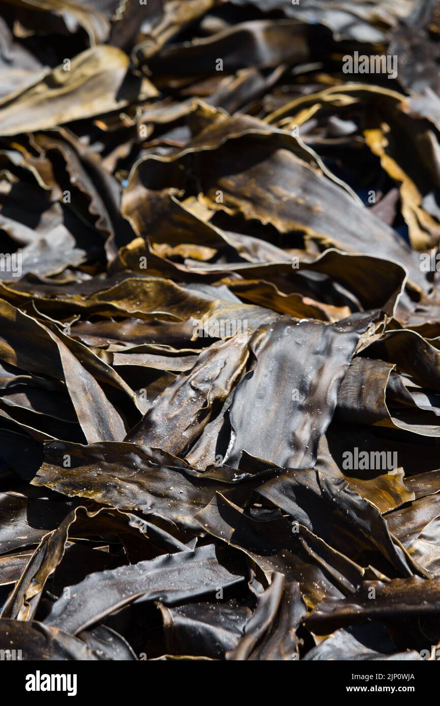 Foglie di alghe di kelp che si asciugano al sole Foto Stock