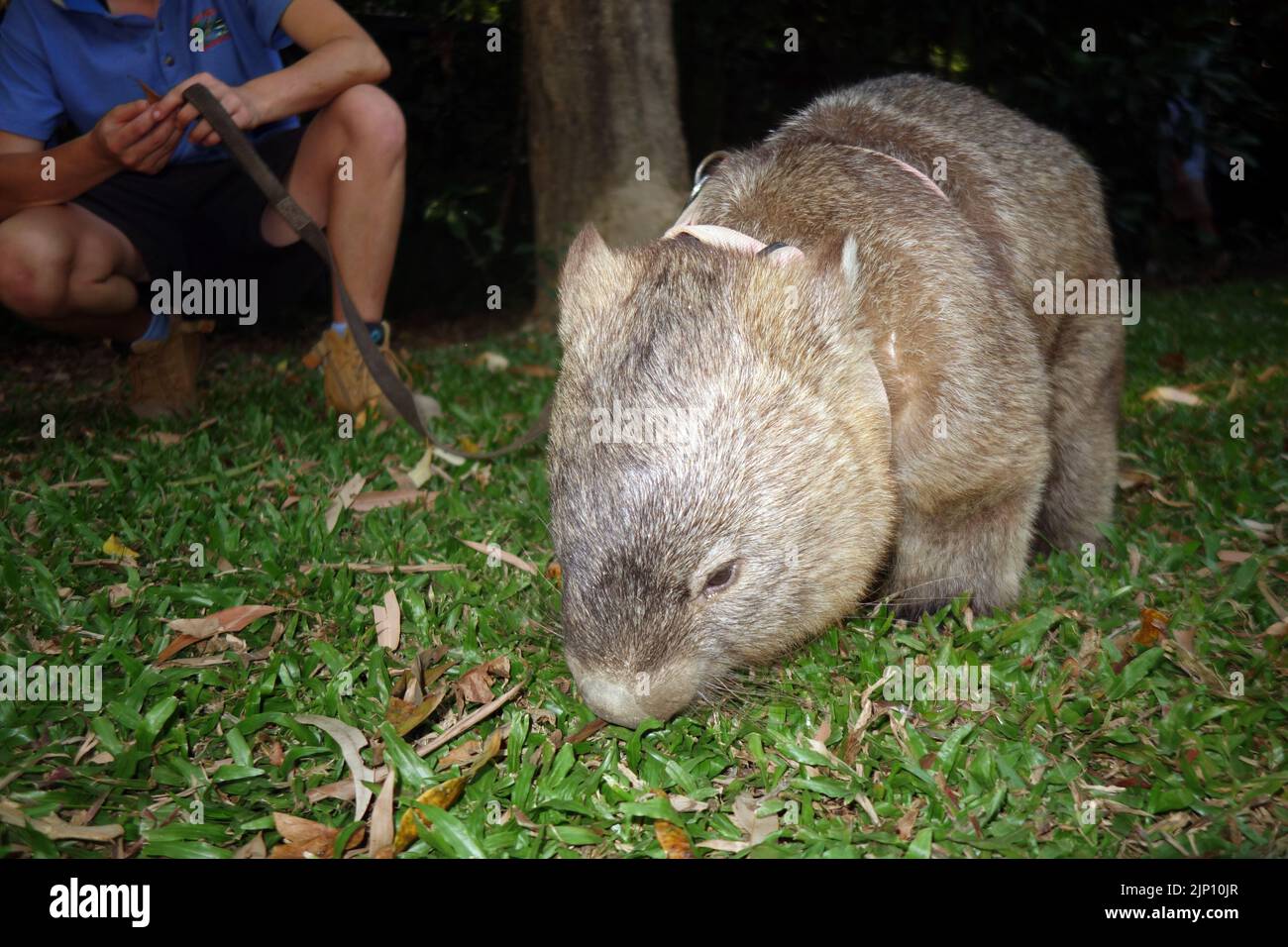 Wombat fuori su una passeggiata in testa con handler, Hartleys Creek Wildlife Experience, vicino a Cairns, Queensland, Australia. No MR Foto Stock
