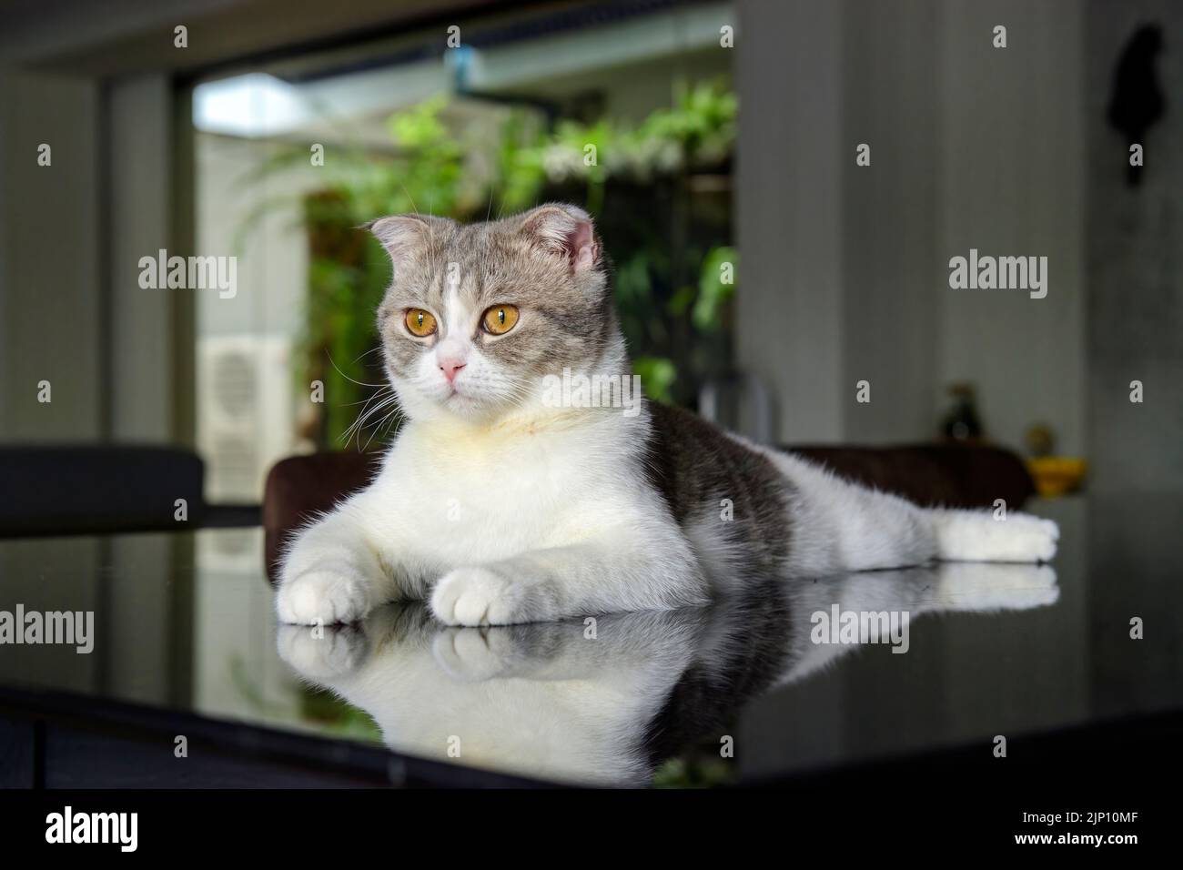 gatto scozzese fold strisce bianche e grigie. Occhi gialli. Posando in posizione seduta su un tavolo nero nella casa, vista dal lato. Ottimo pedigree Foto Stock