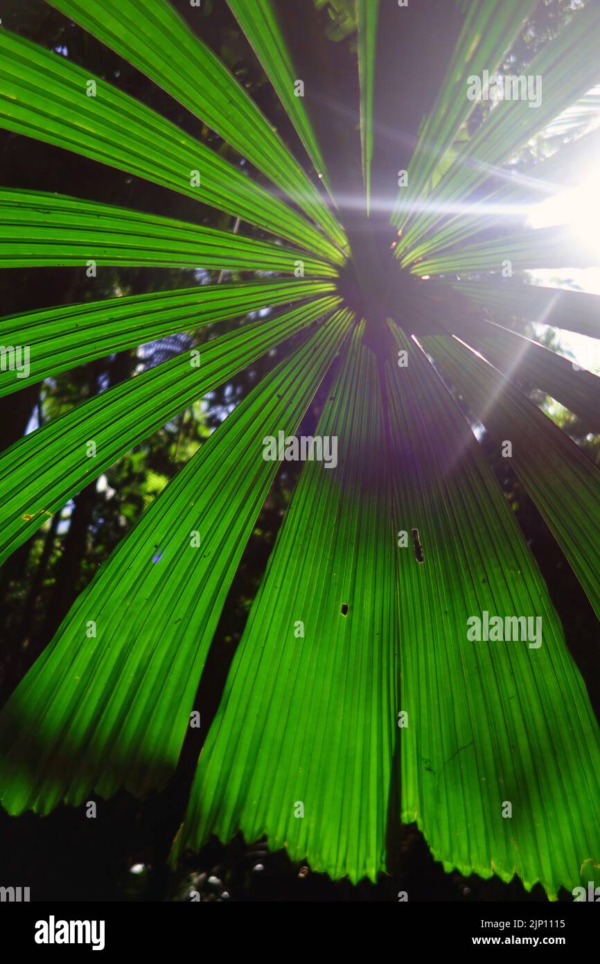 Luce del sole attraverso la foresta di palma ventaglio, Cape Tribulation, Daintree, a nord di Cairns, Queensland, Australia Foto Stock